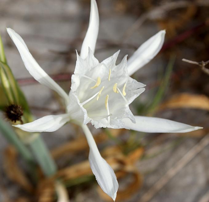 레알몬테 Anemone Della Scala Dei Turchi 아파트 외부 사진